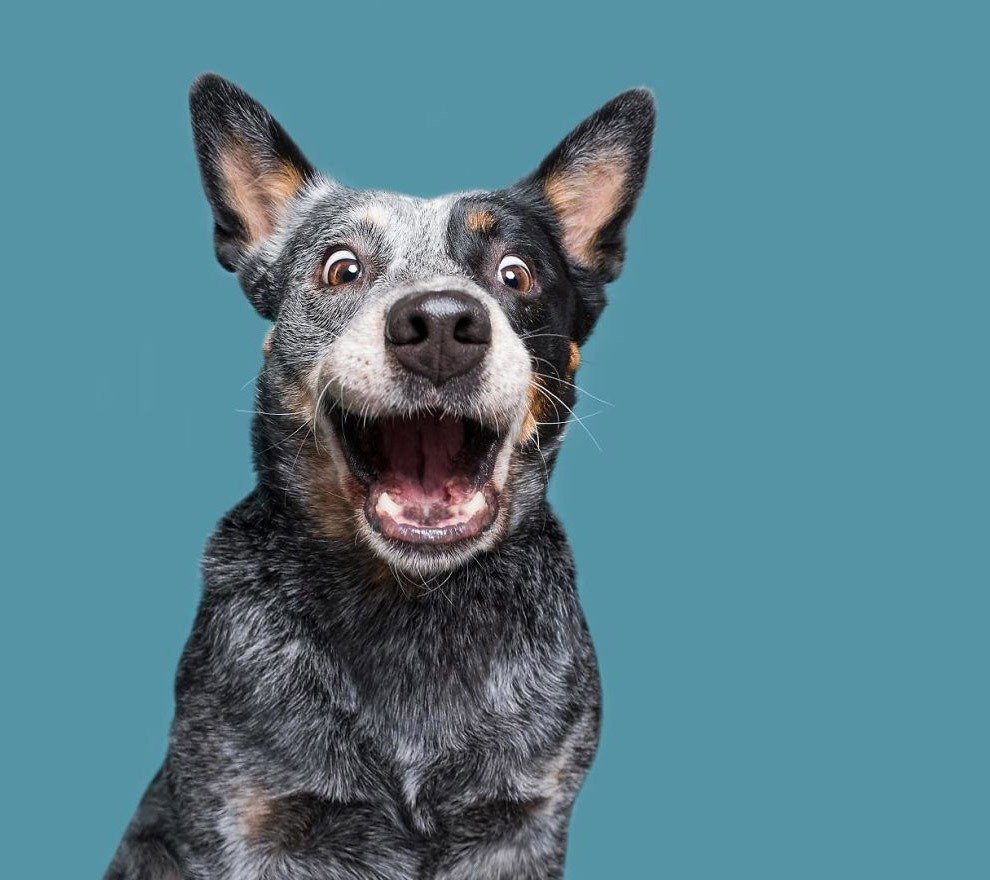 Смешные собаки Доберман