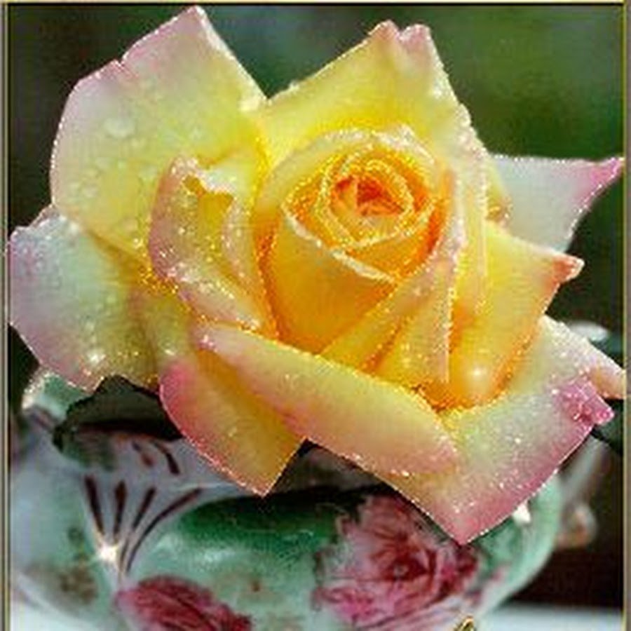 Открытки хорошего дня с розами