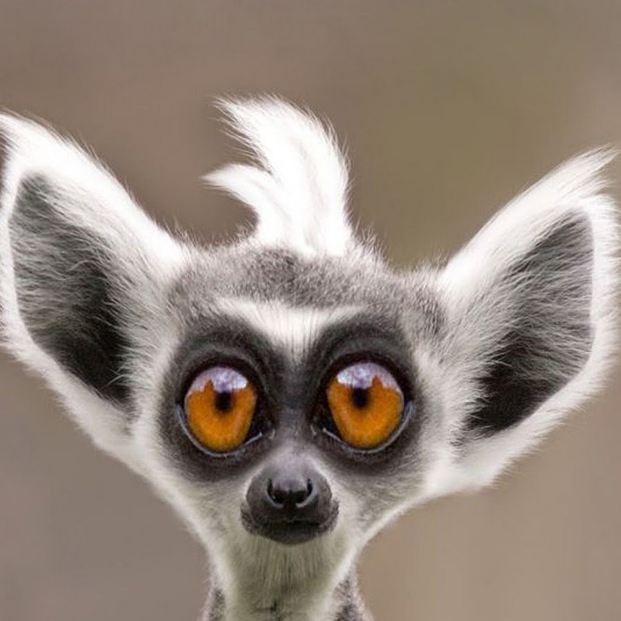 Прикольные аватарки