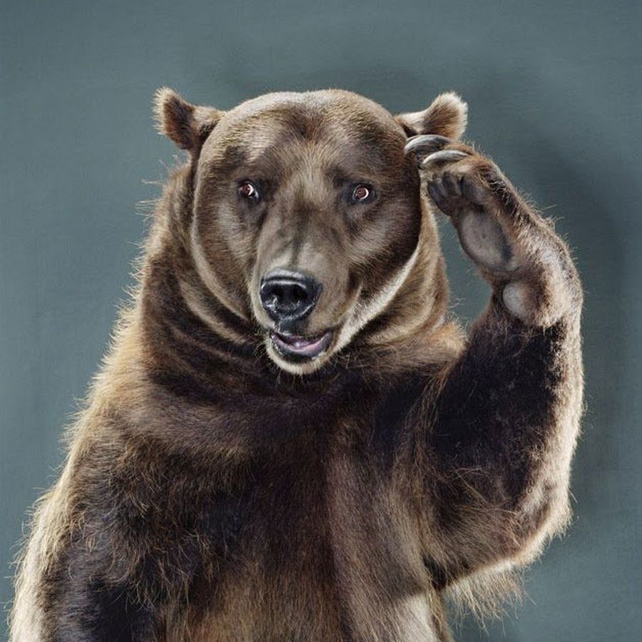 Животные в костюмах