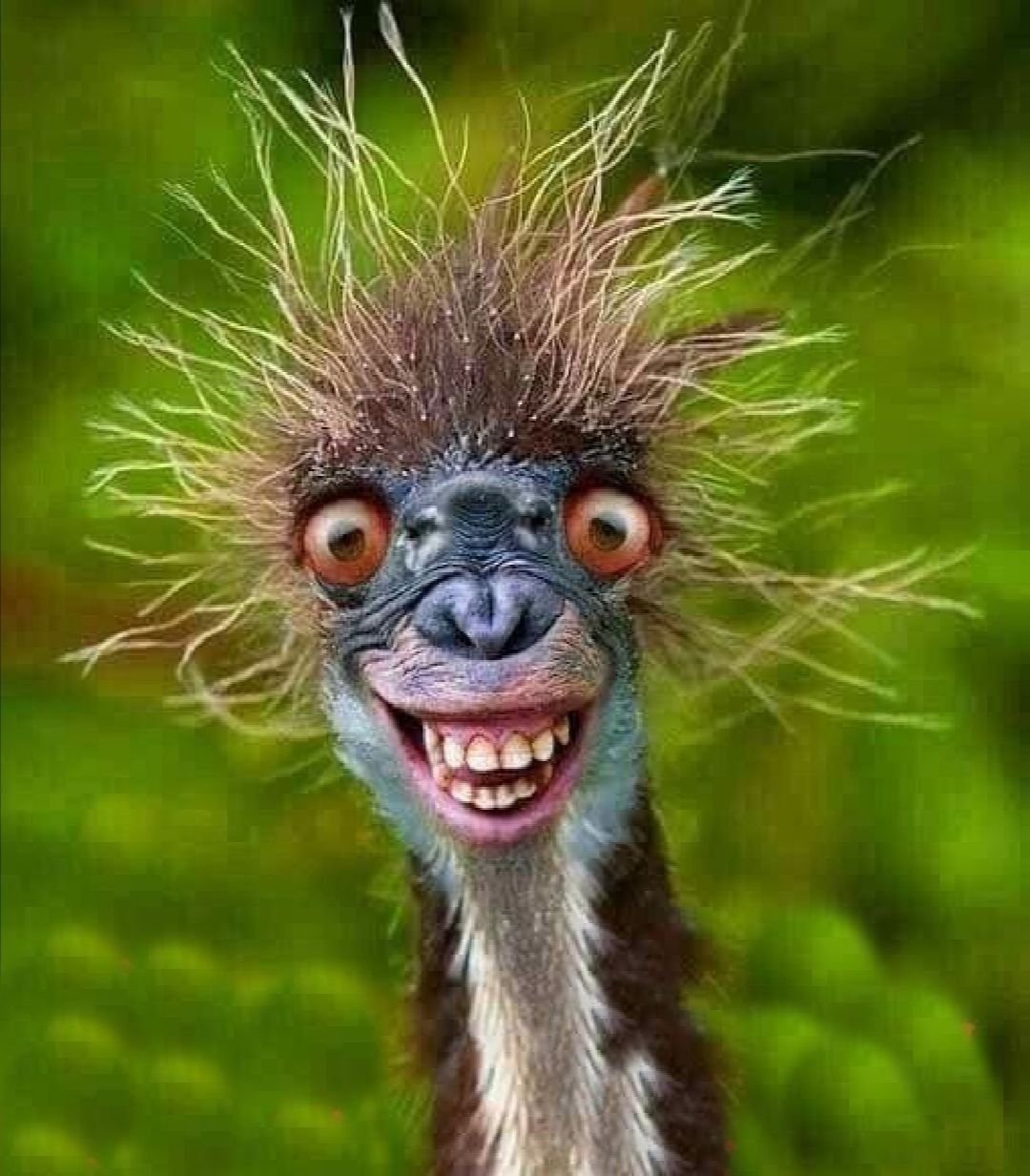 Обиженная морда