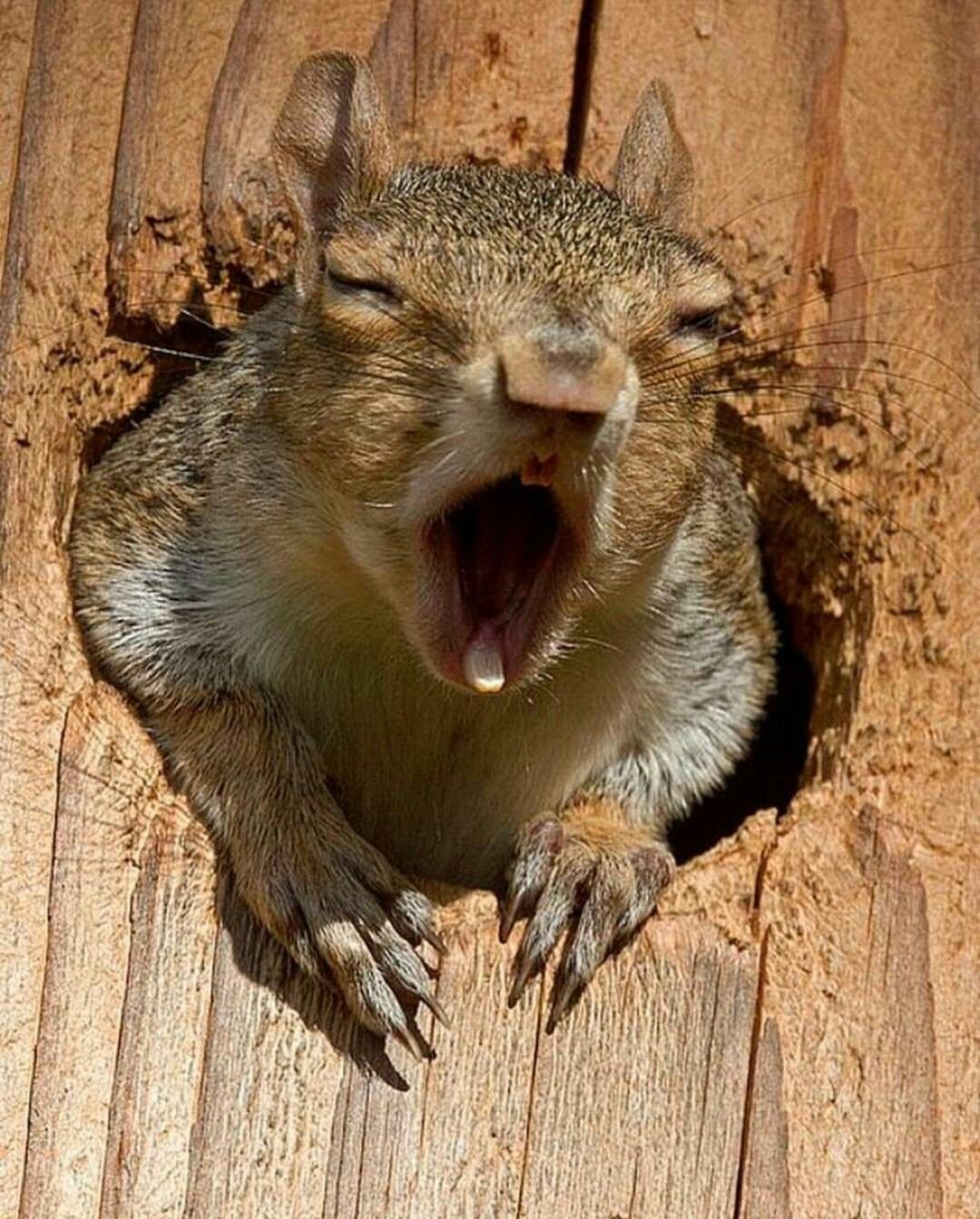 Пепсикольные животные