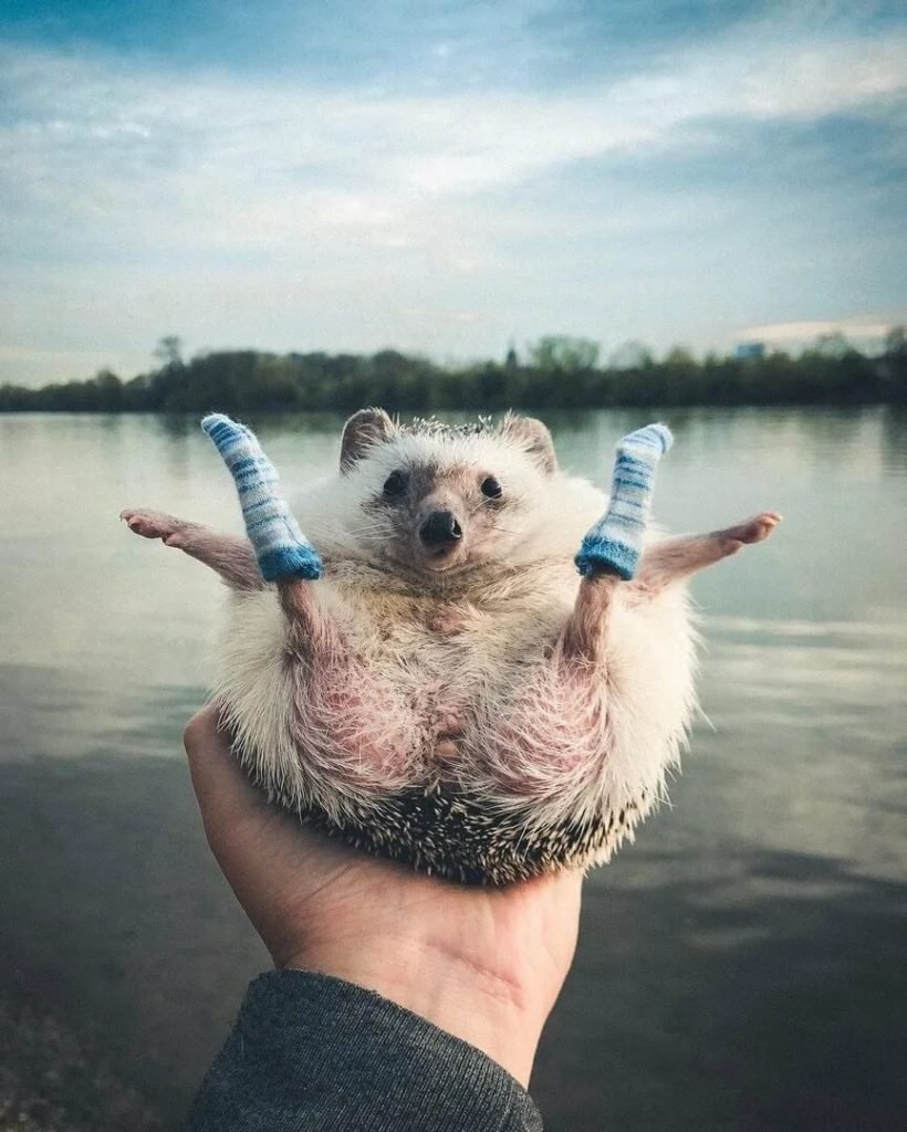 Зоопортреты Yago partal