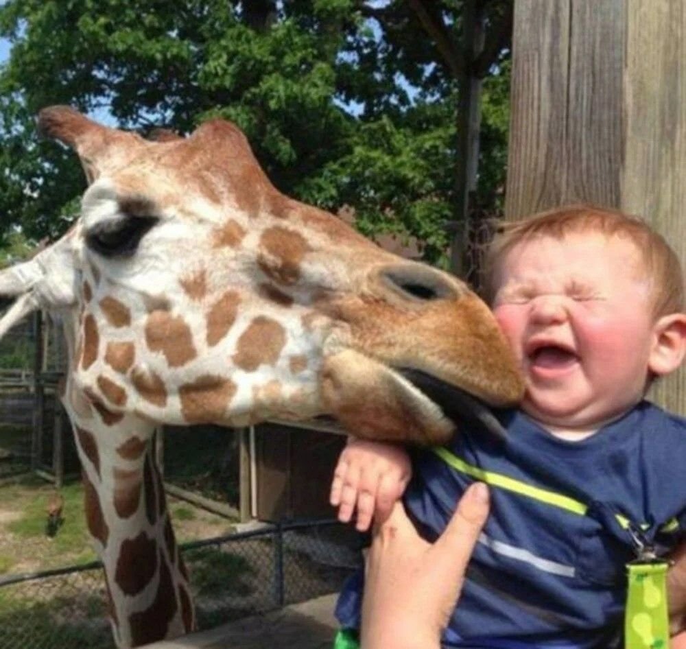 Милые волки