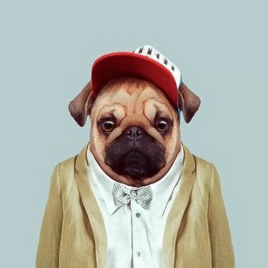 Радостный тигр