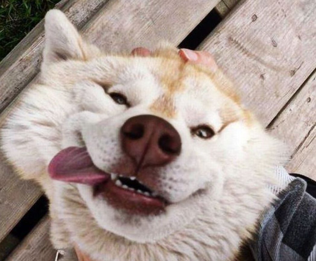 Конкурса comedy Wildlife Photography Awards