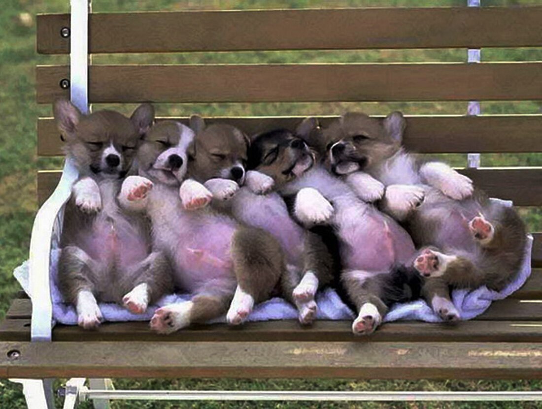 Милые собачки с цветами