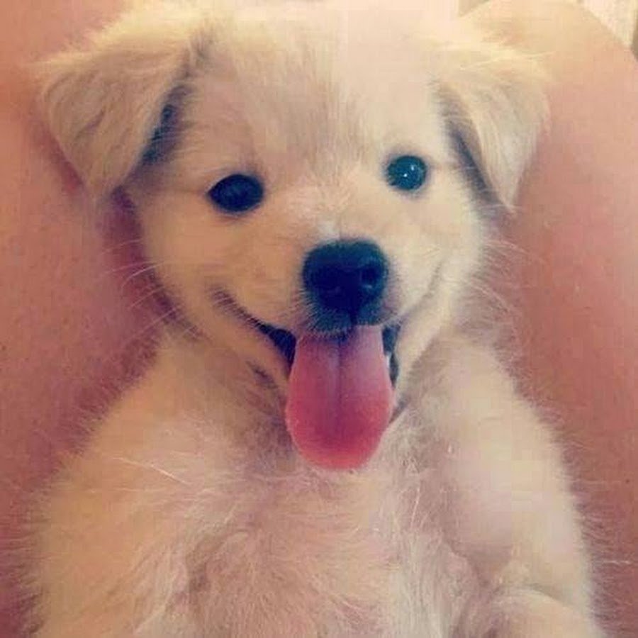 Собаки подружки