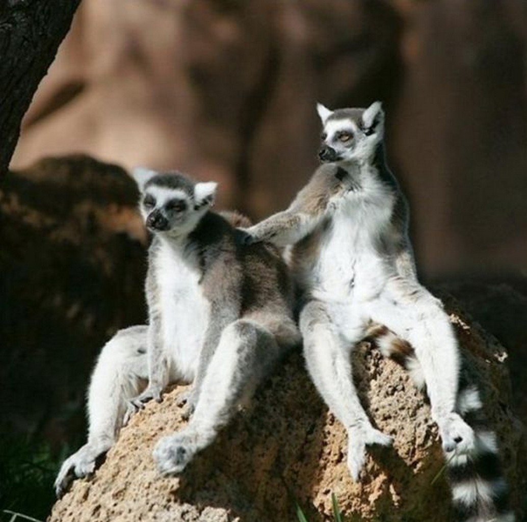 Забавные львята