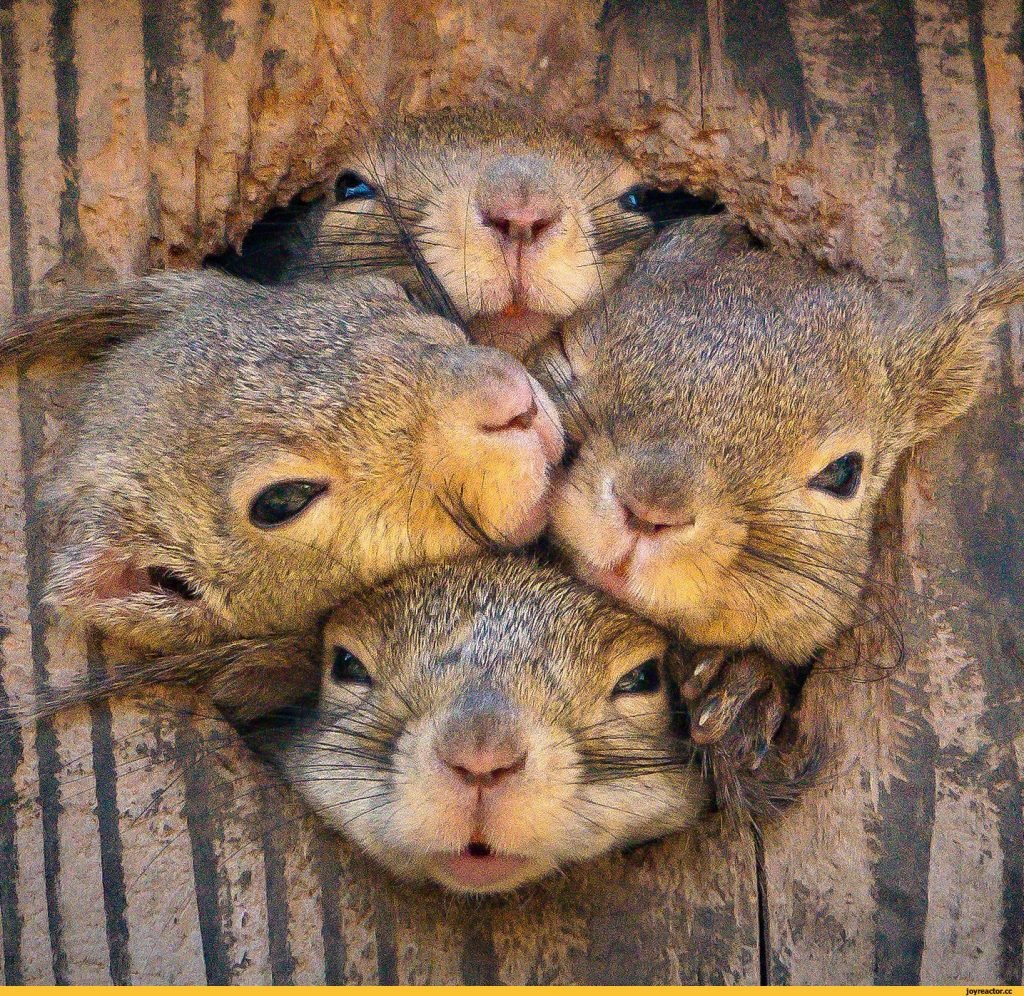 Котики на аву