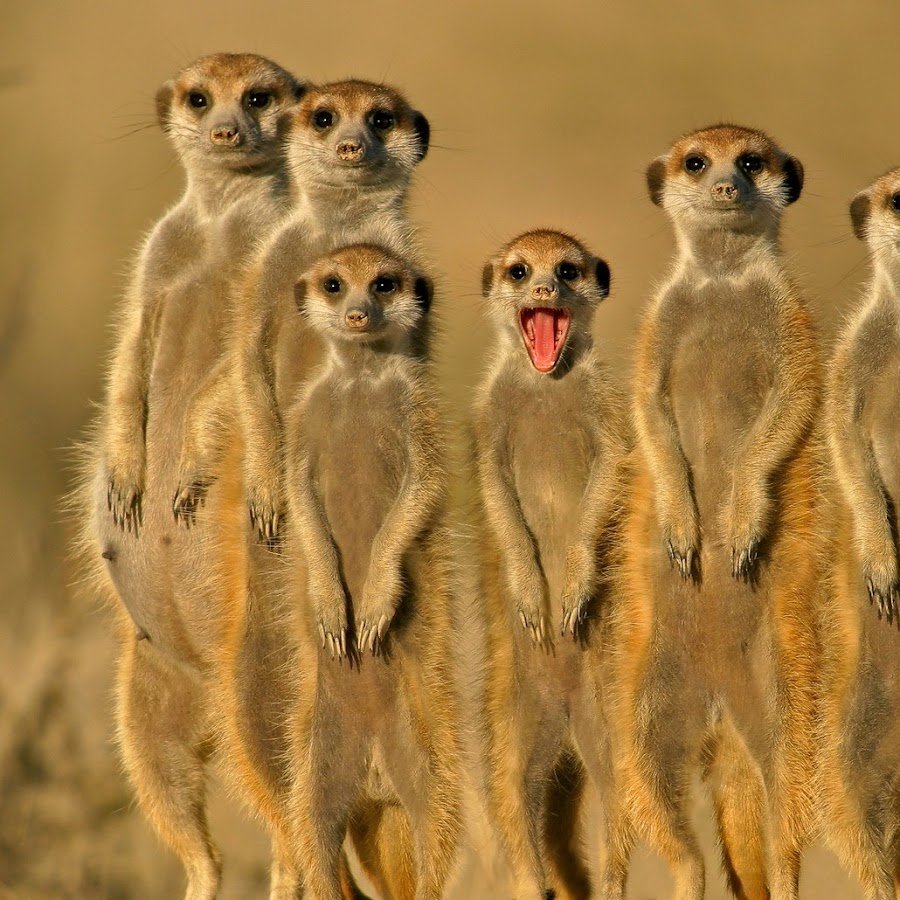 Корги в очках и галстуке