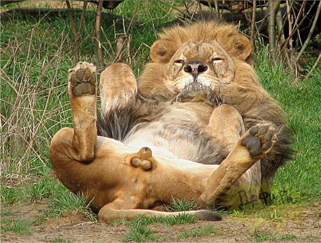 Картинки зверей прикольные