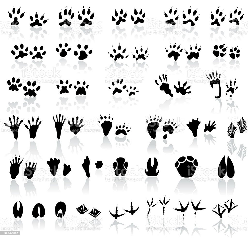 Отпечаток ноги медведя