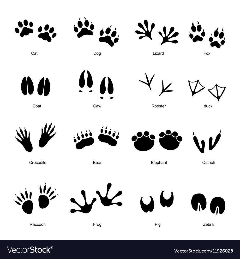 Следы разных животных и птиц