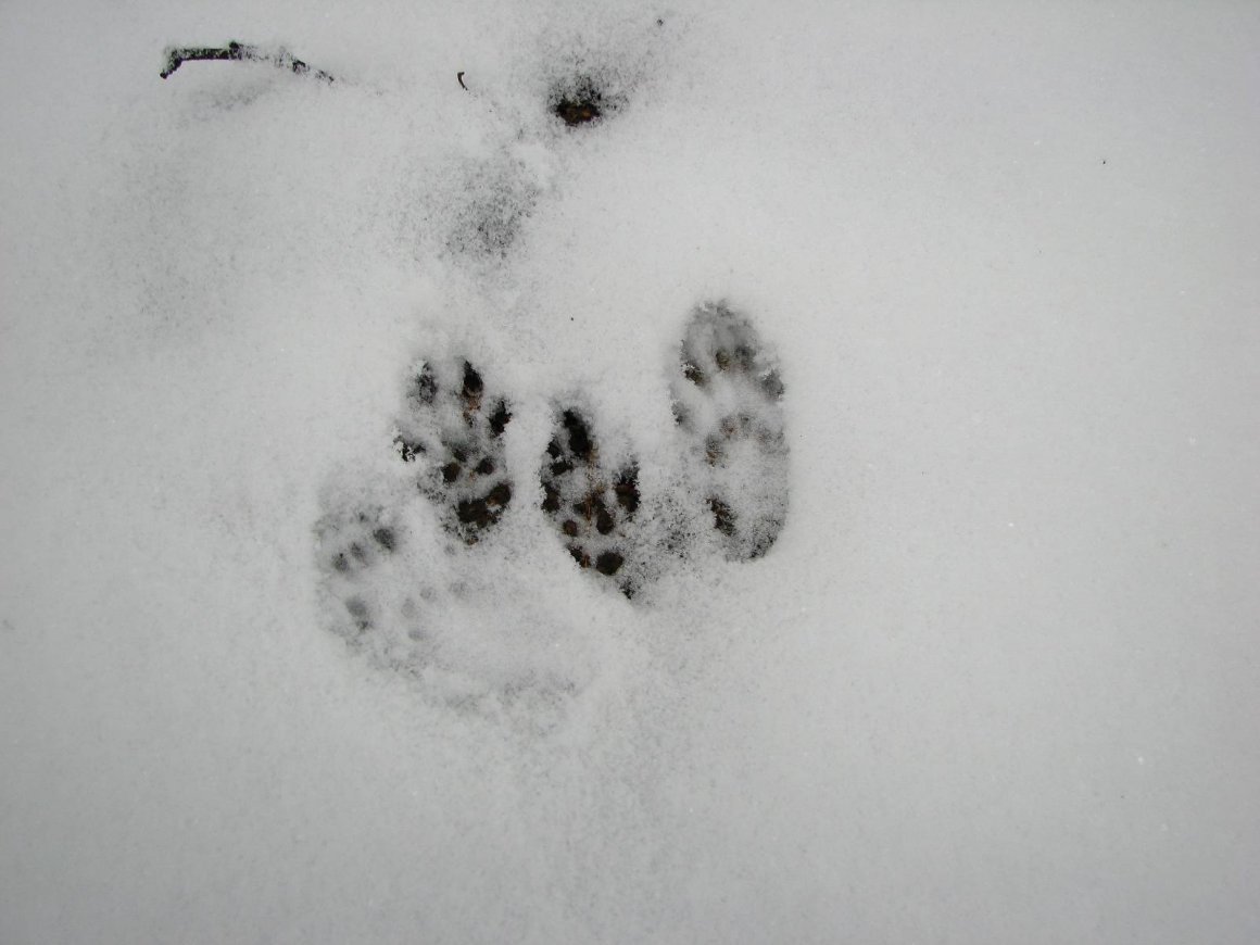 Беличьи следы