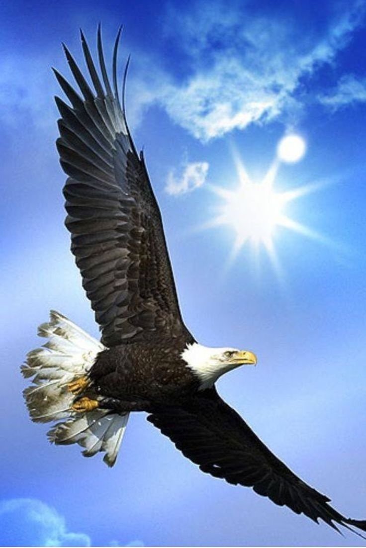 Белоголовый Орлан летает