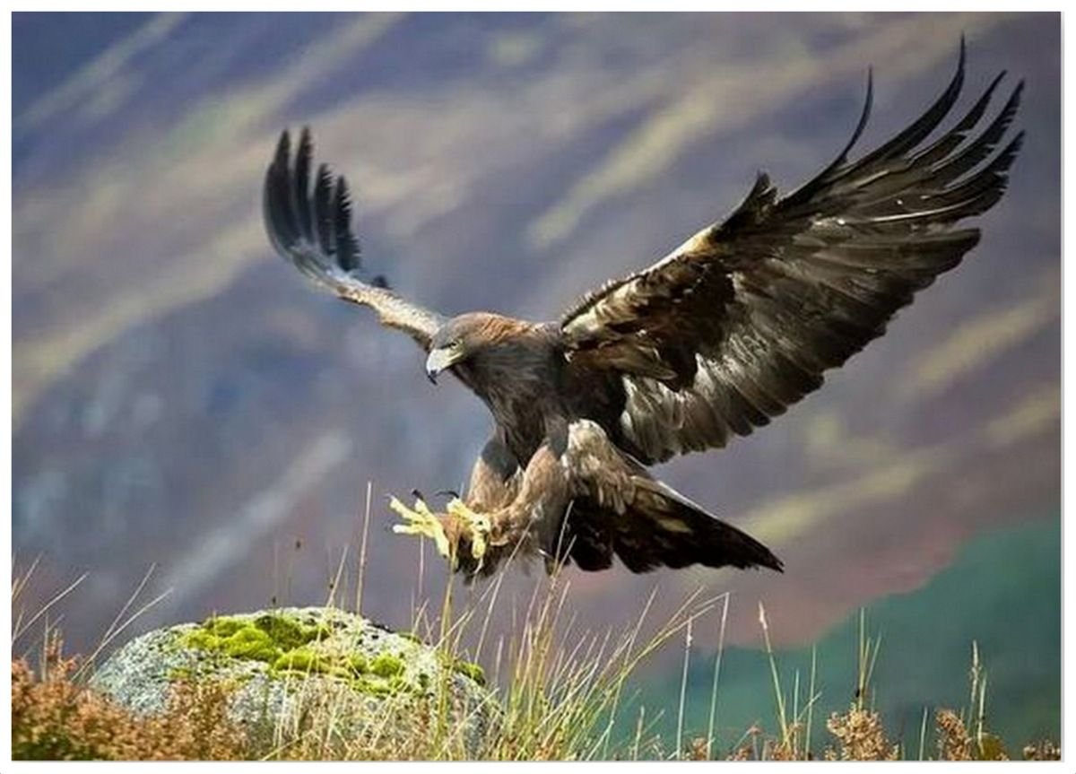 Горный Беркут