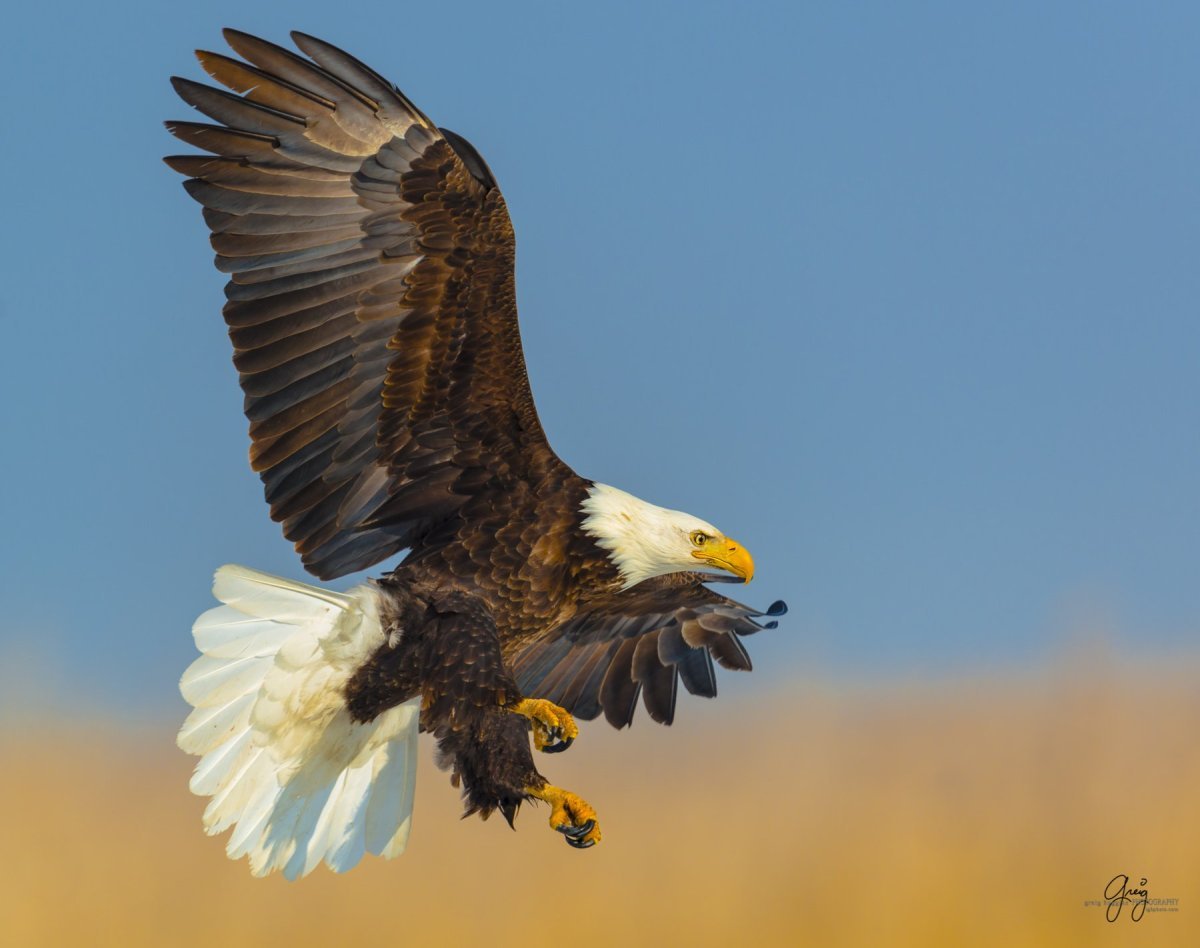 Орлан-белохвост белоголовый