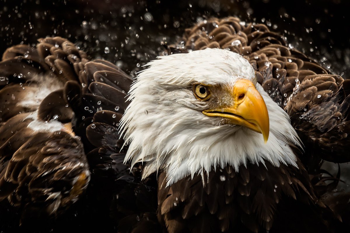 Взгляд орла