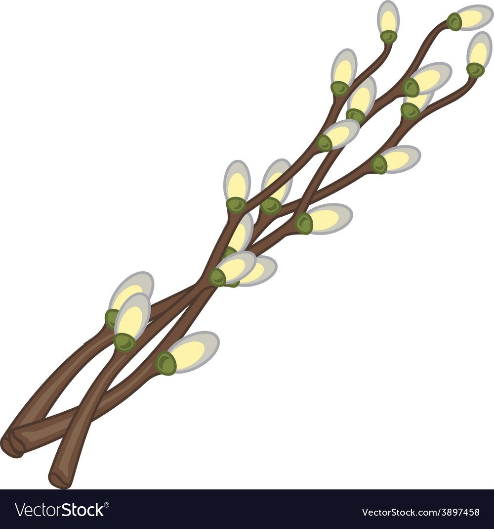 Ветка вербы с почками