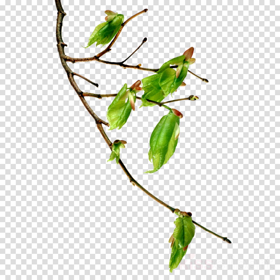 Ветка дерева с листьями