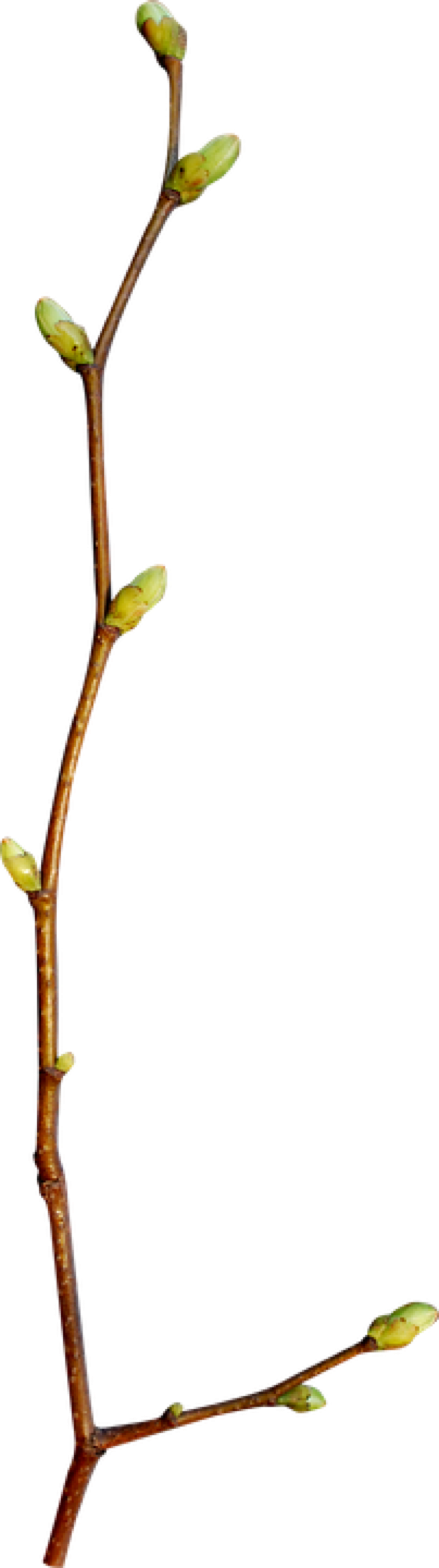 Почки на деревьях весной