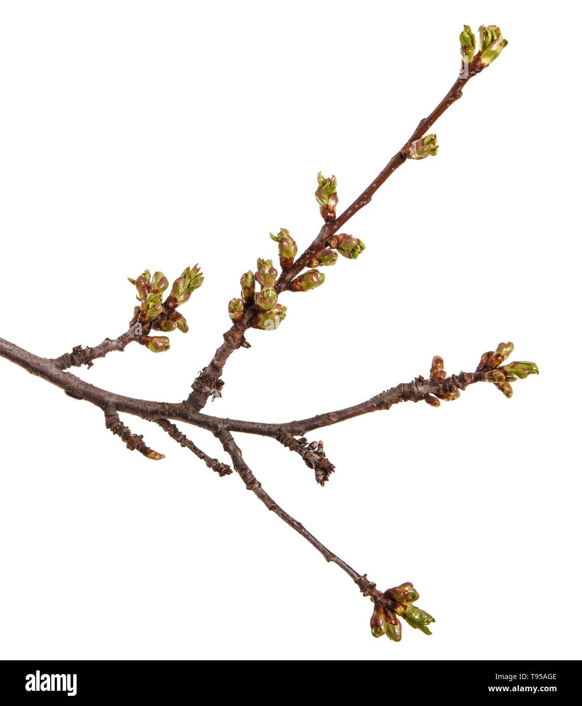 Побеги и почки ивы