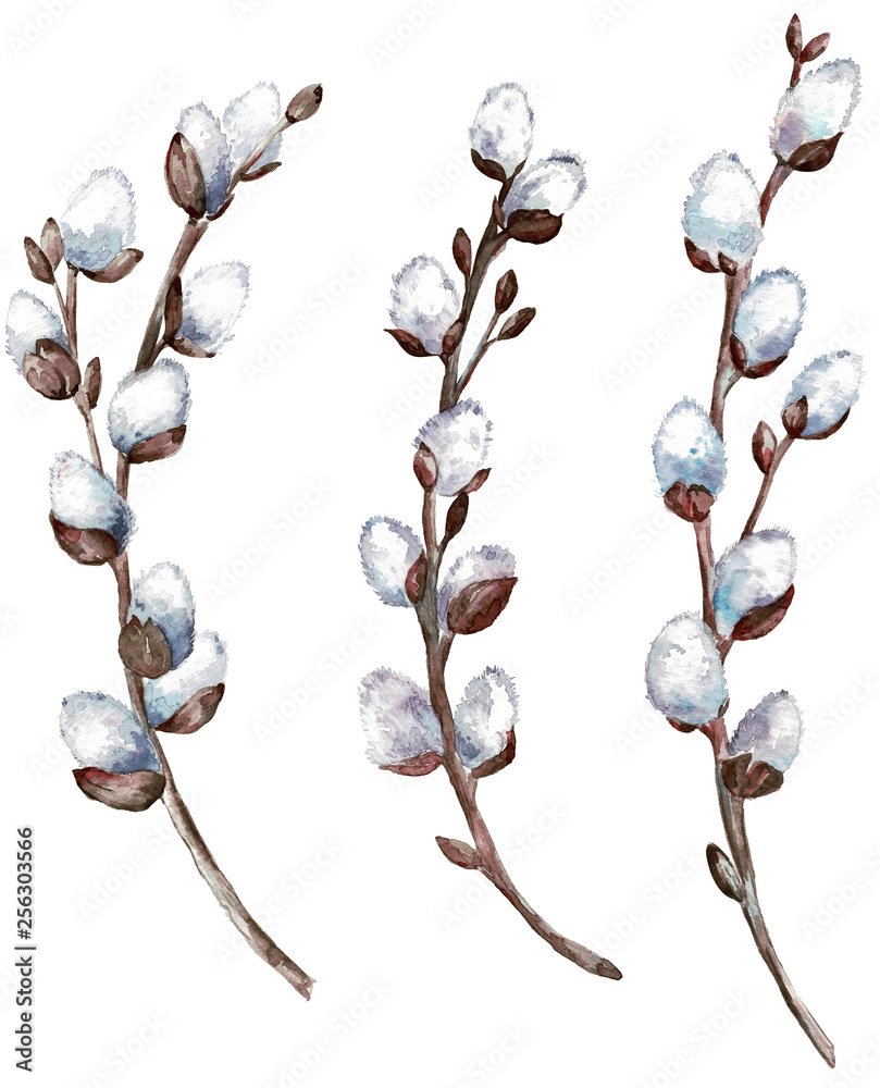 Ветка на белом фоне