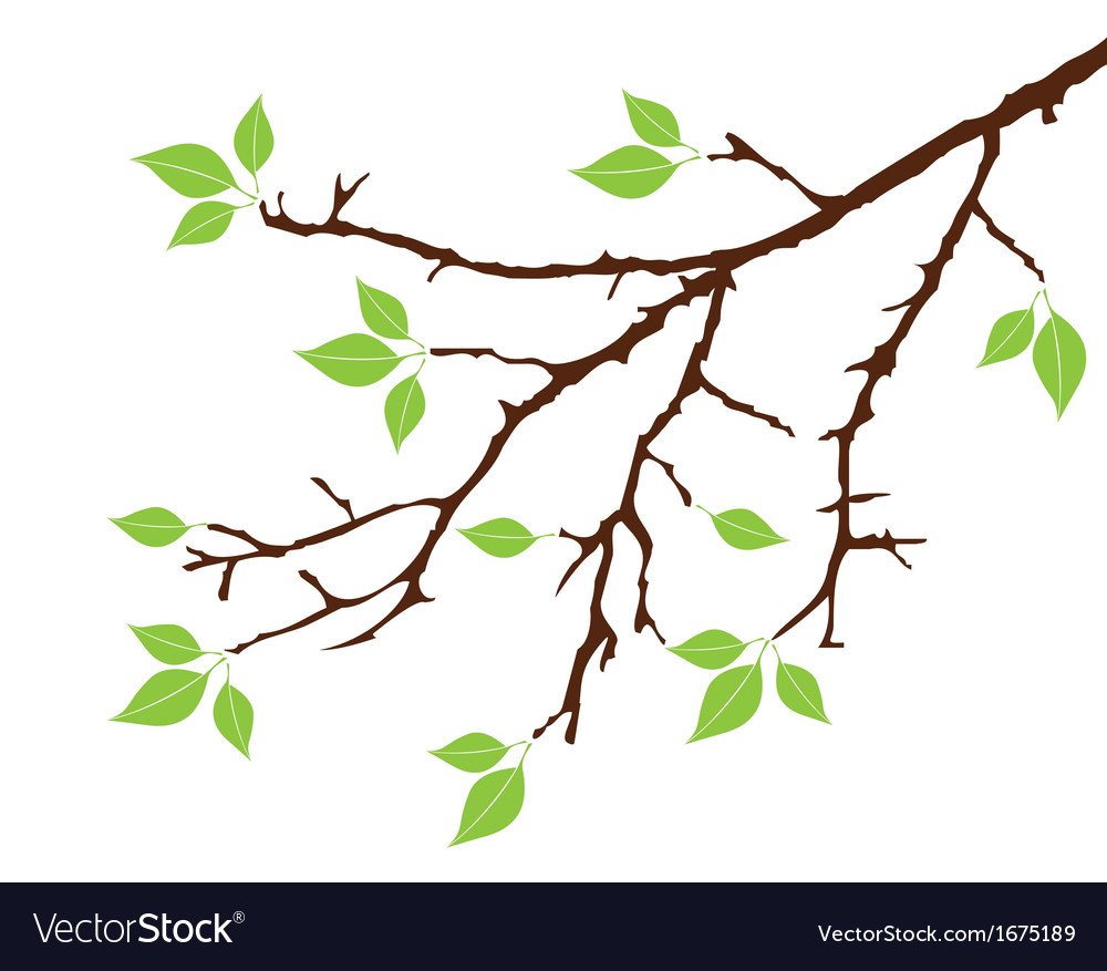 Ветка с почками