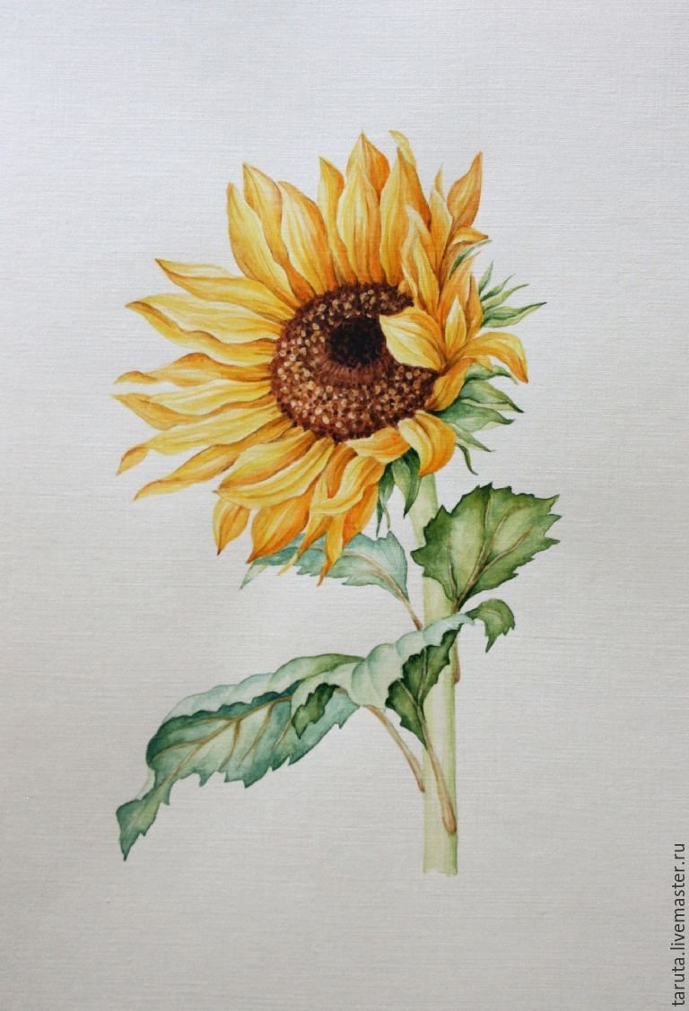 Подсолнухи акварелью