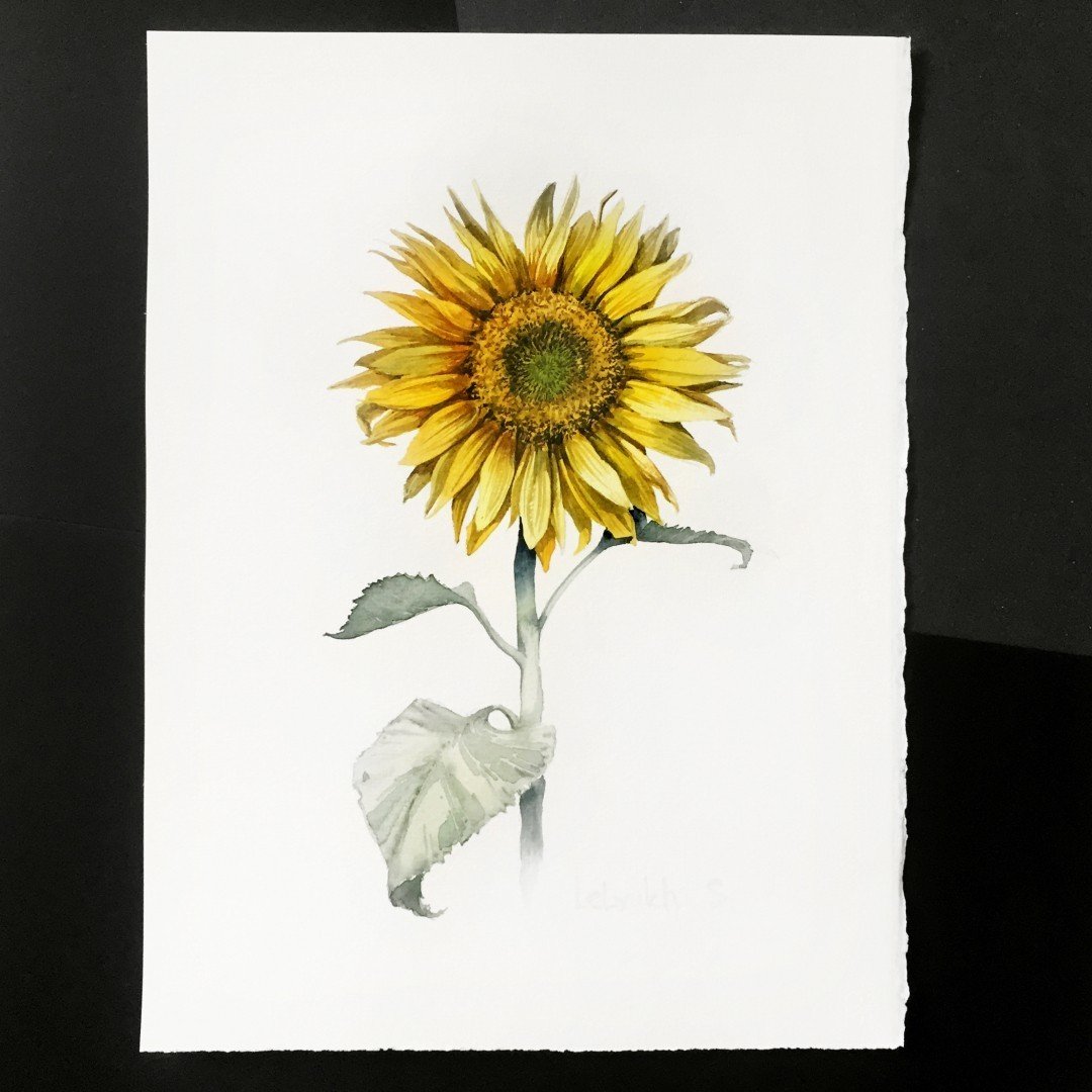 Подсолнухи акварелью
