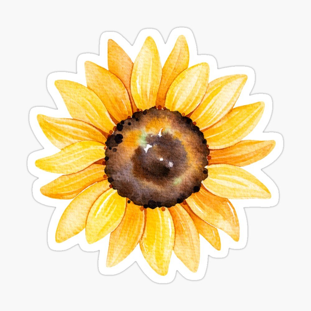 Подсолнухи акварелью картинки