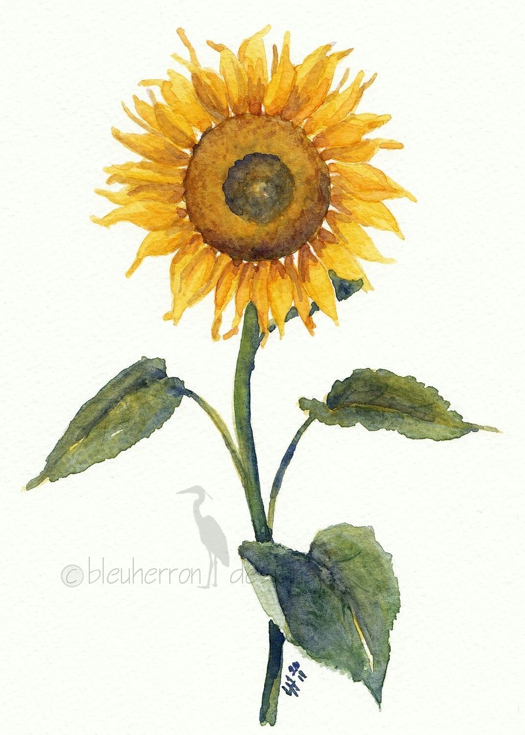 Подсолнух рисунок акварелью