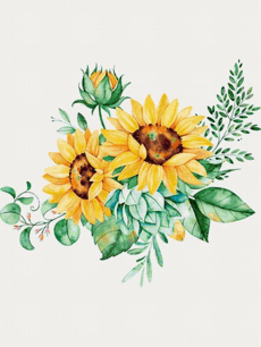 Подсолнух акварелью для этикетки