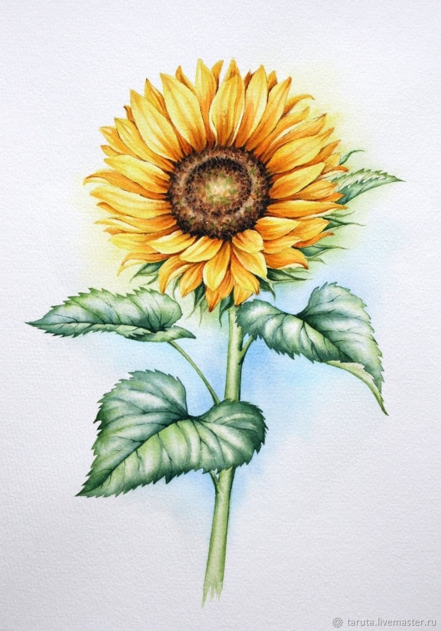 Подсолнухи акварелью