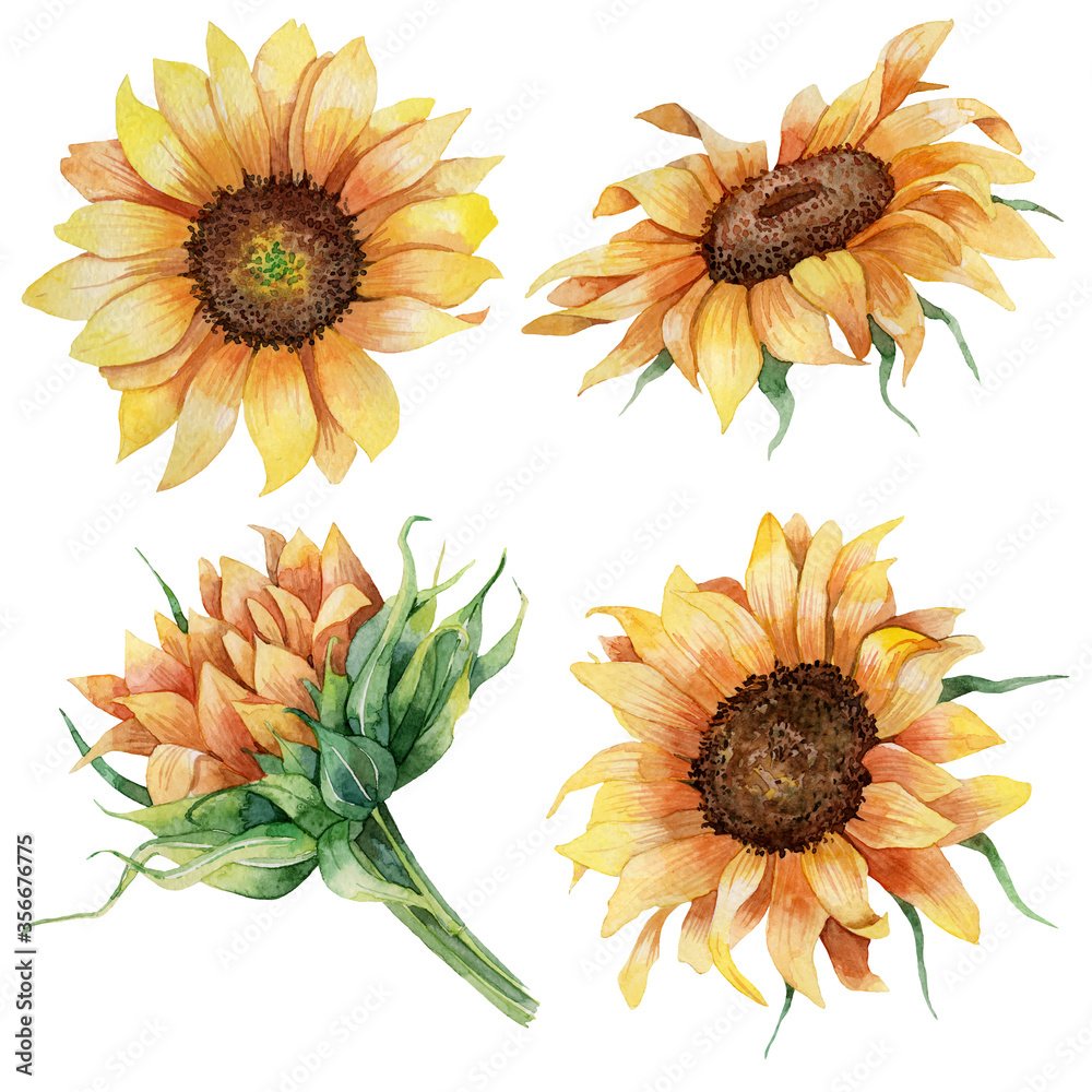 Подсолнухи Томас Дарнелл гиперреализм