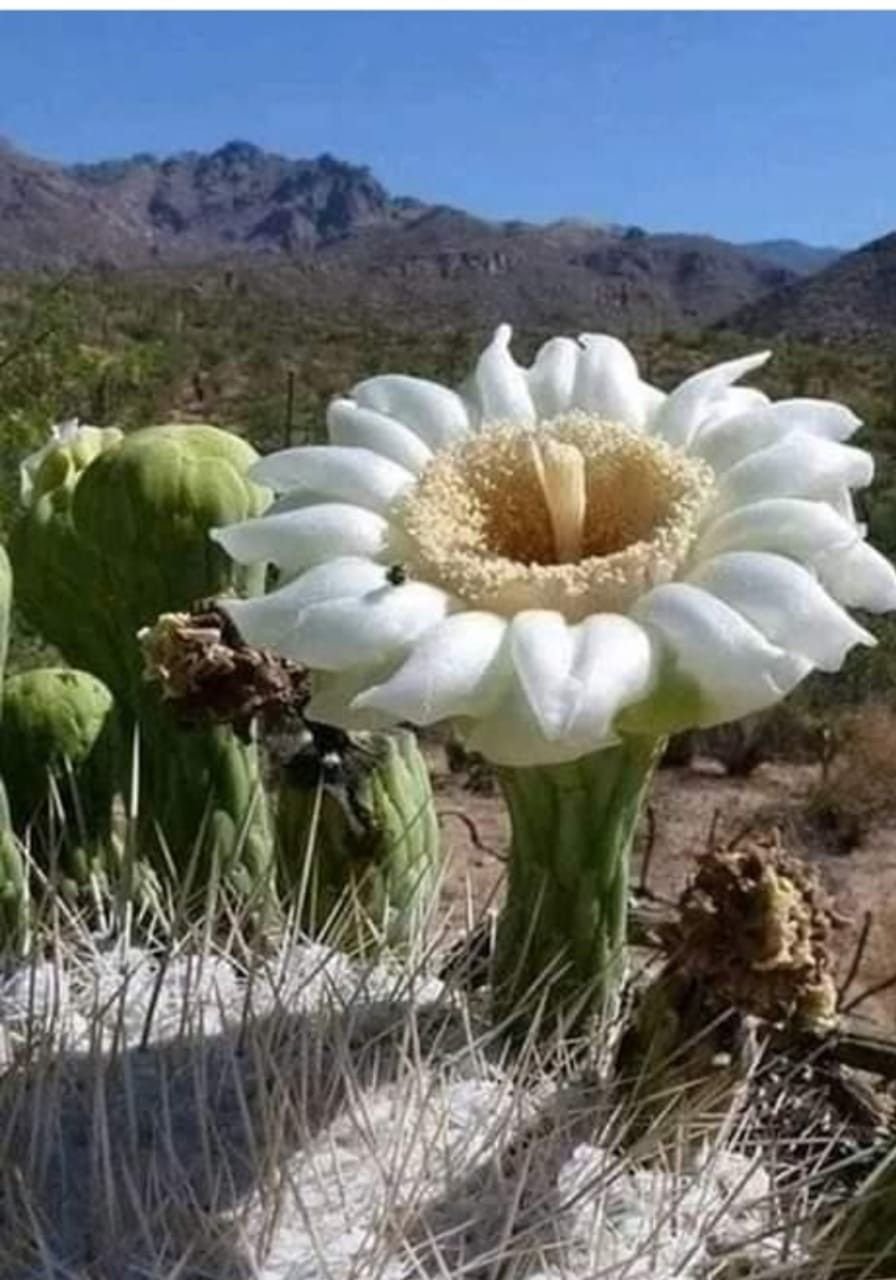 Ромашка маленькая Эстетика