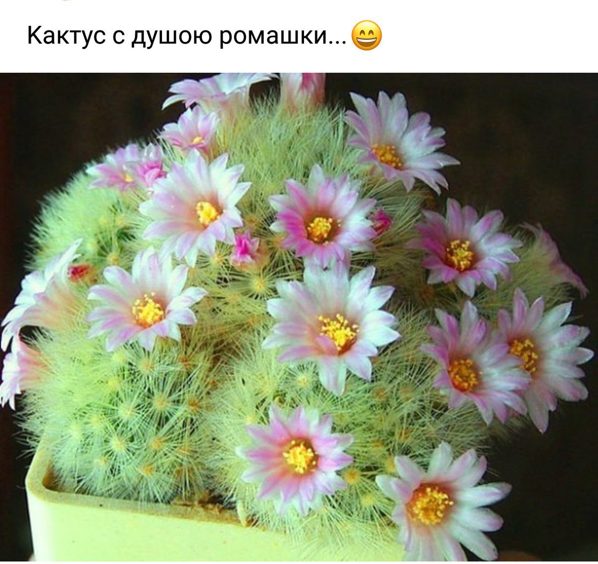 Кактусы долгоцветущие