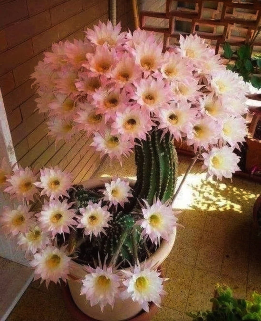 Кактус улыбается