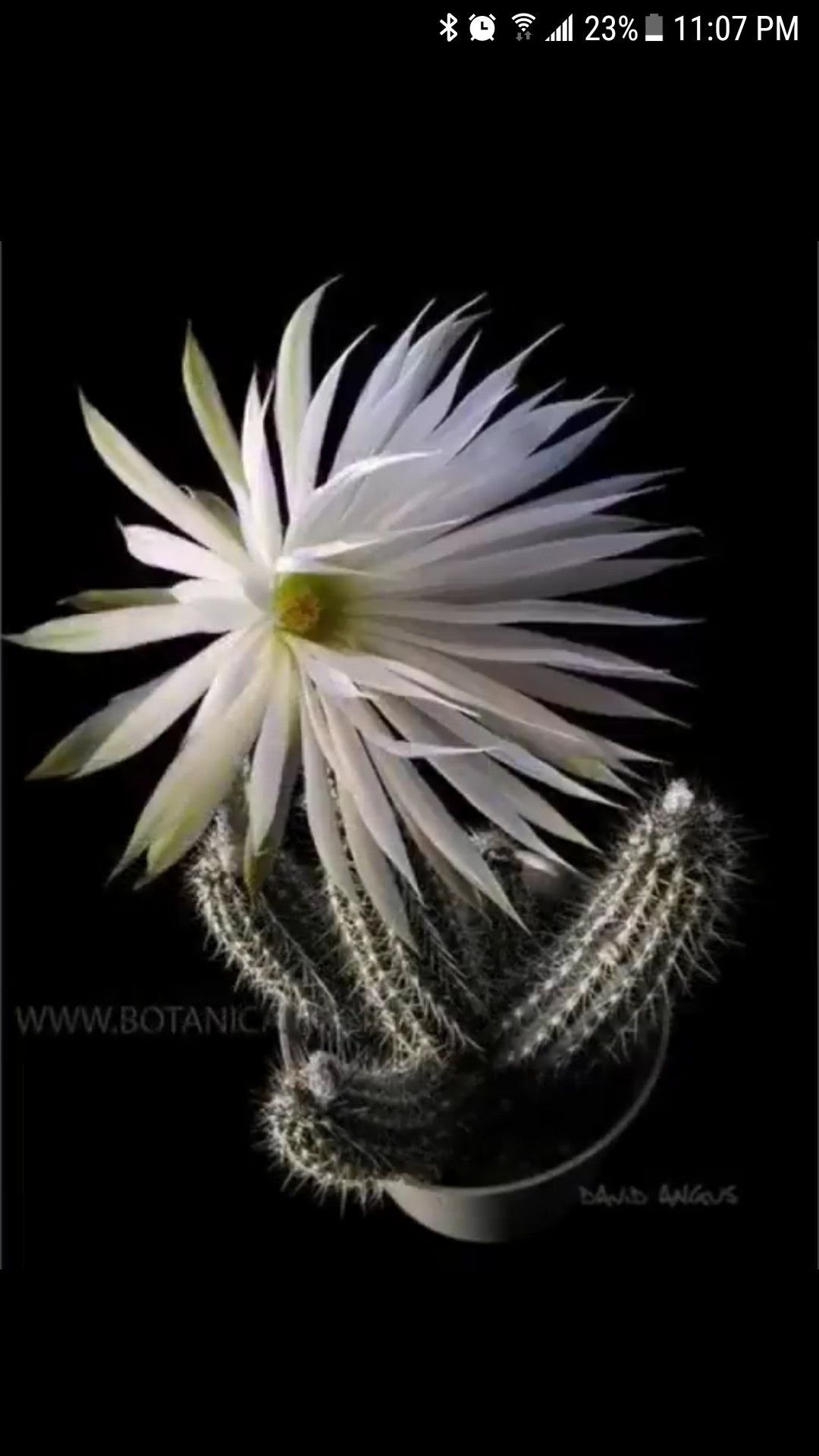 Кактус рисунок