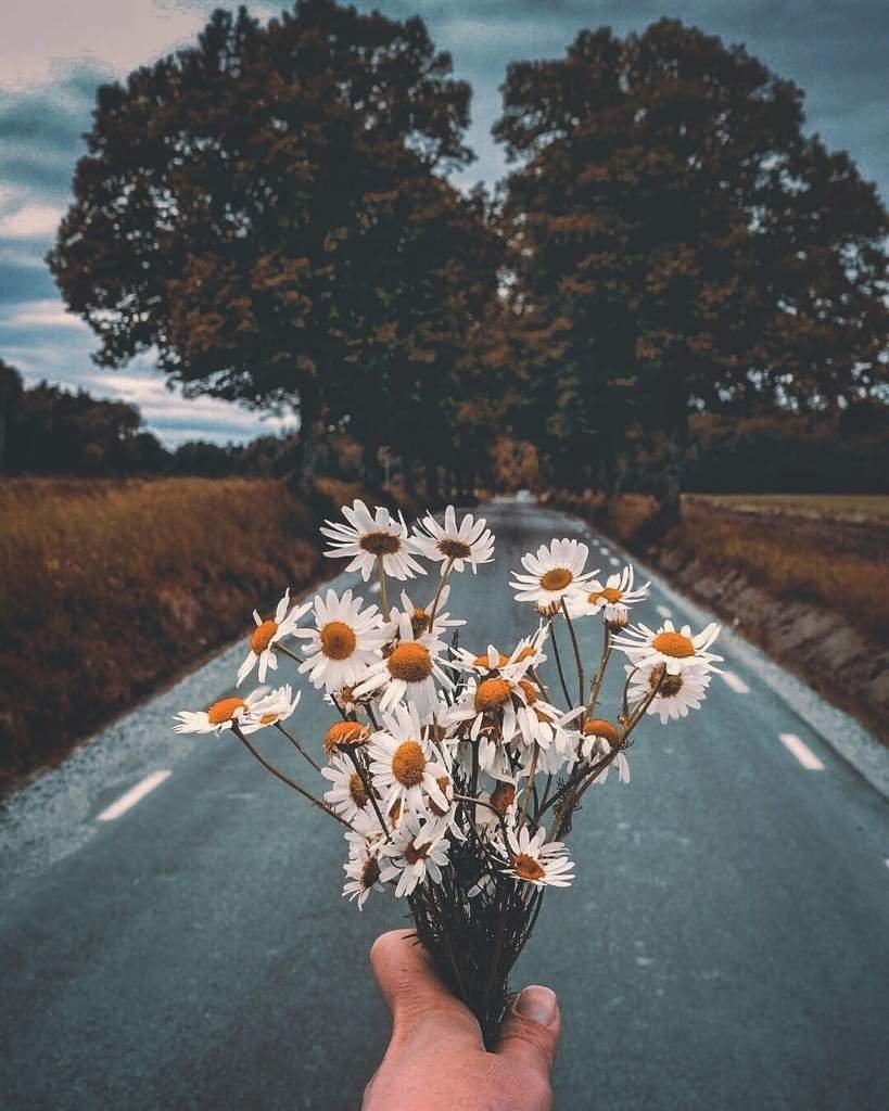 Букет ромашек Эстетика