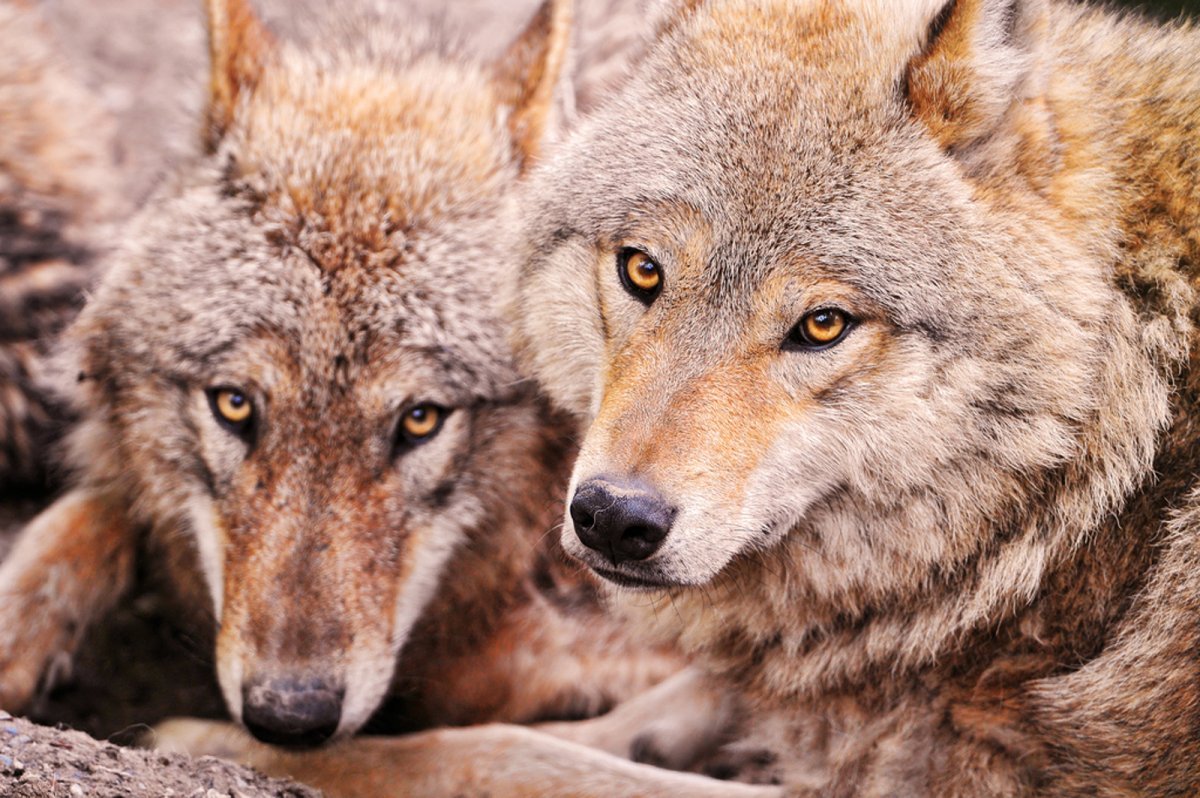 Картинки на рабочий стол волки