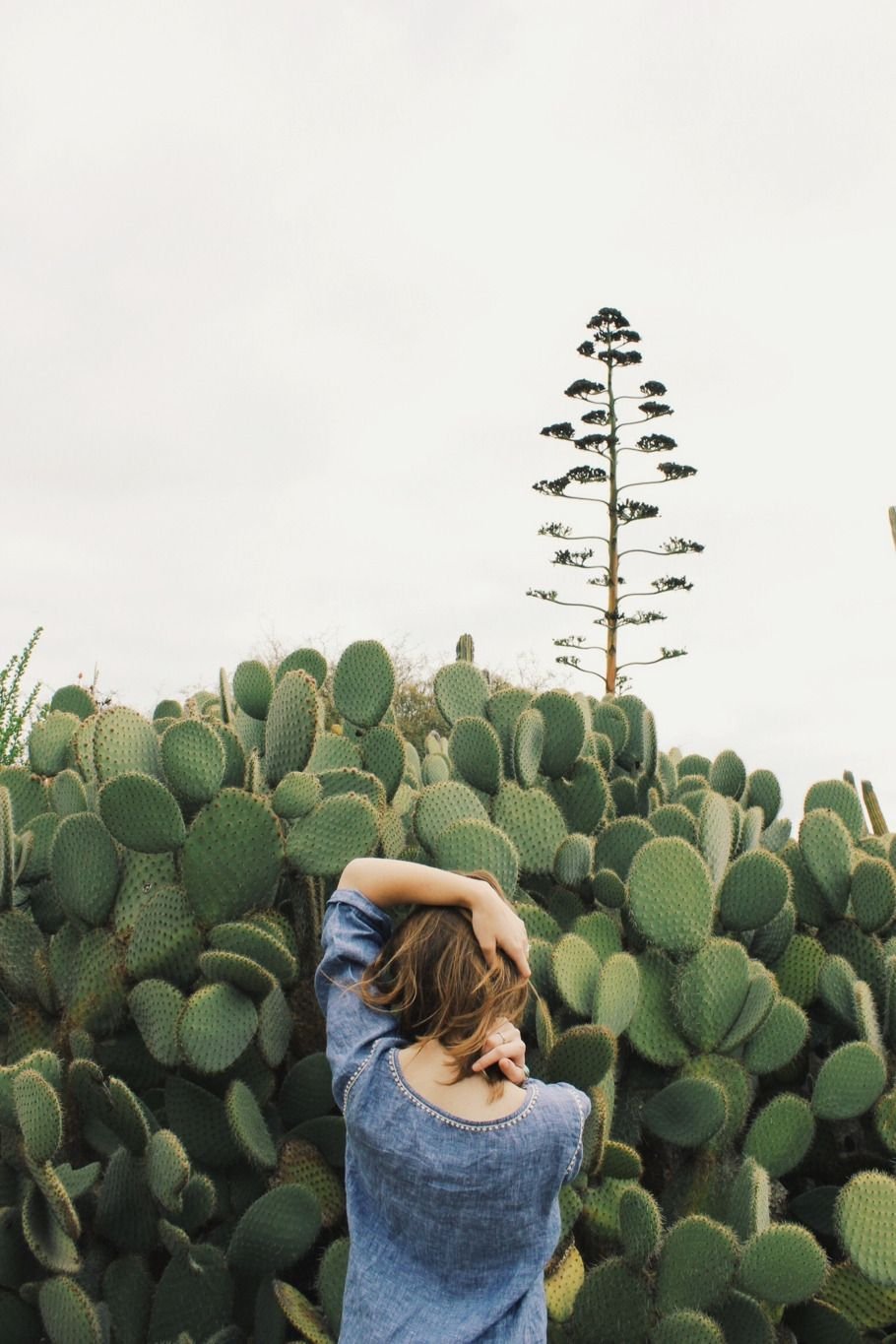 Кактус в подарок шикарный