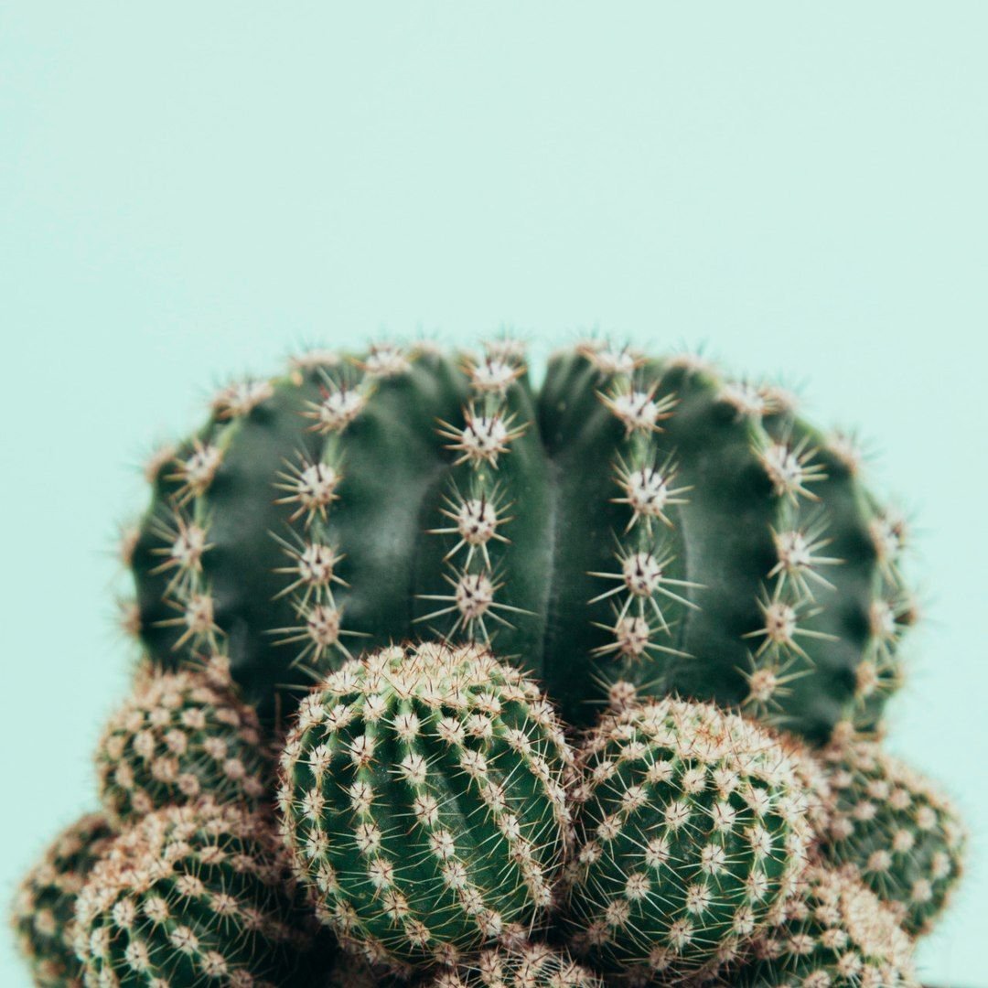 Цветок Махамеру в Гималаях