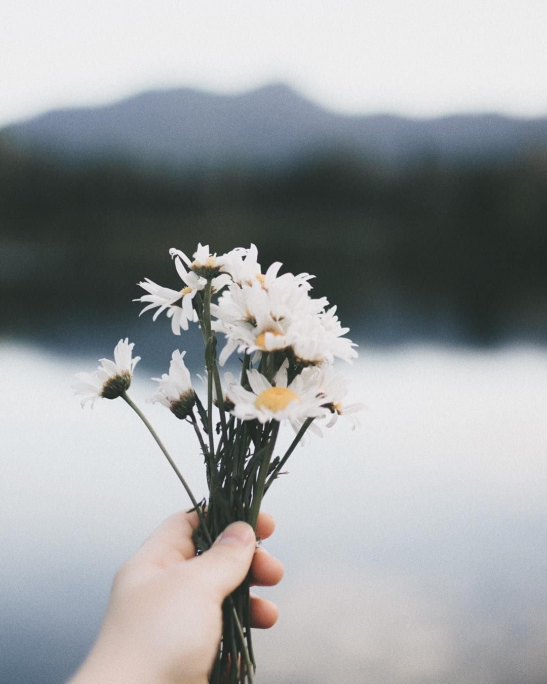 Влюбленные кактусы