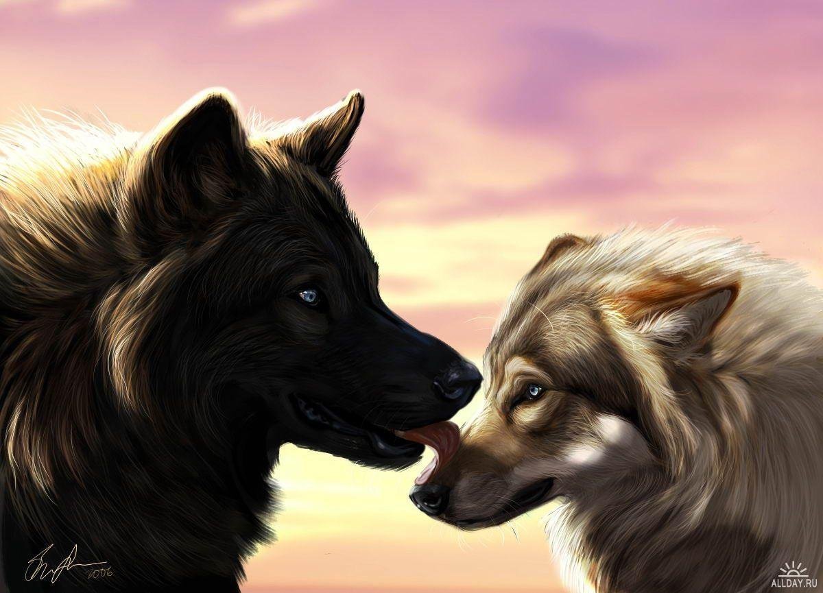 Волк и волчица