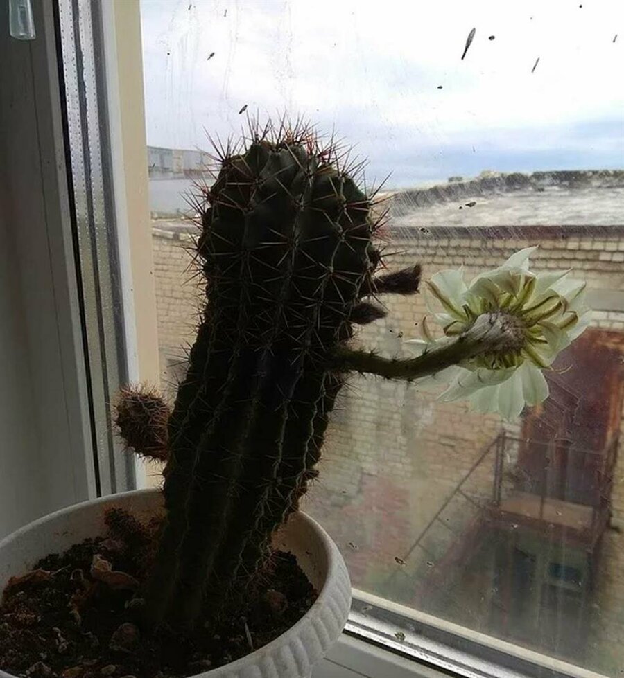 Злой Кактус