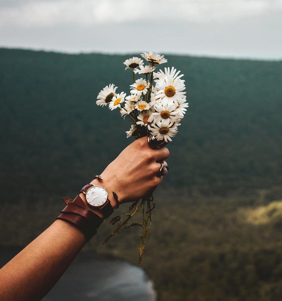 Ромашки Эстетика