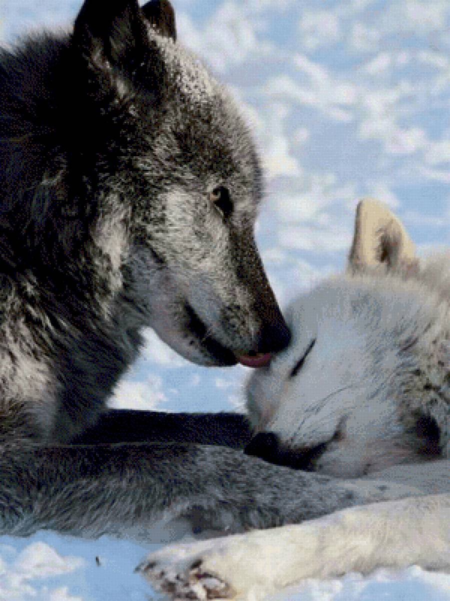 Волк и волчица