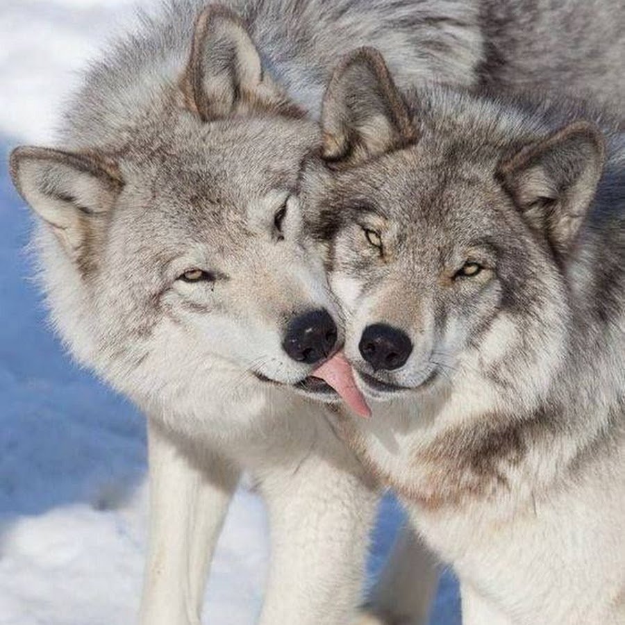 Пара Волков арт